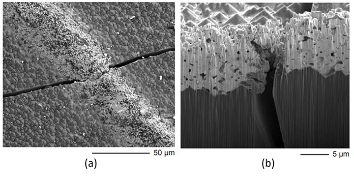 Two photographic images: (a) at 50 µm and (b) at 5 µm