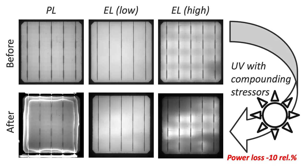 Two rows of six cell images, labeled 